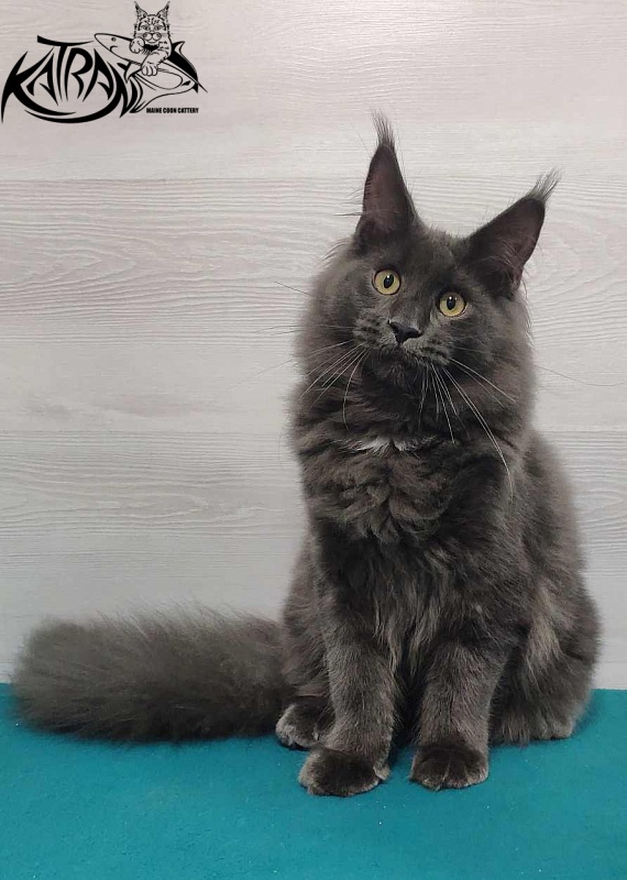 Katran Leo - Kitten maine-coon 6 months