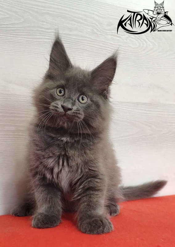 Katran Leo - Kitten maine-coon 2 months