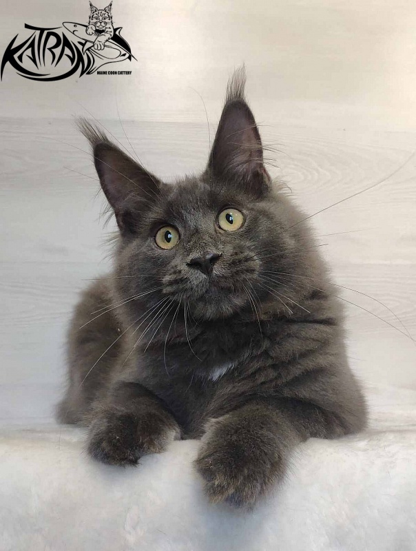 Katran Leo - Kitten maine-coon 5 months