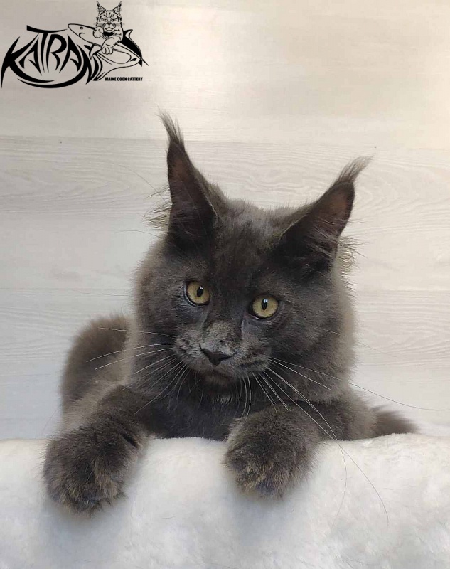 Katran Leo - Kitten maine-coon 5 months
