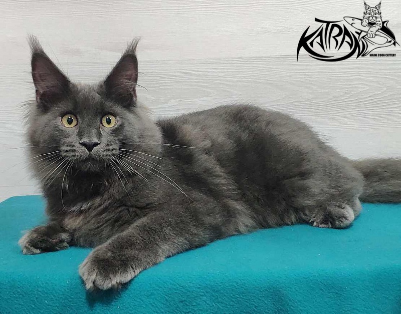 Katran Leo - Kitten maine-coon 6 months
