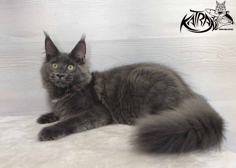 Katran Leo - Kitten maine-coon 5 months