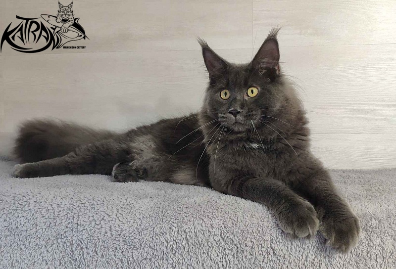 Katran Leo - Junior maine-coon 9 months