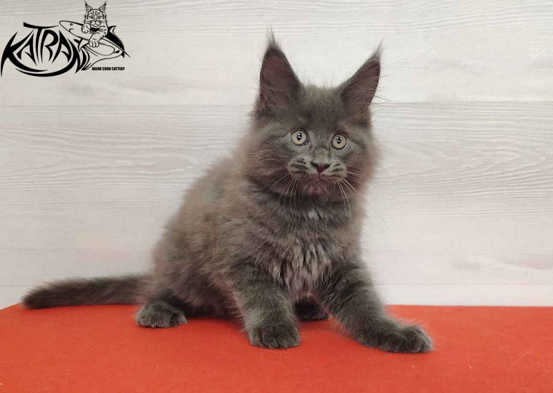 Katran Leo - Kitten maine-coon 2 months