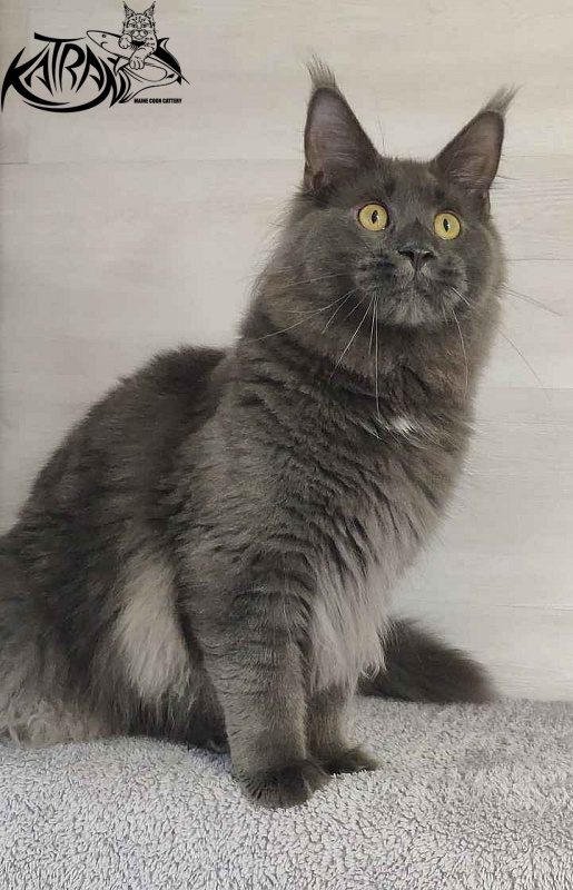 Katran Leo - Junior maine-coon 9 months