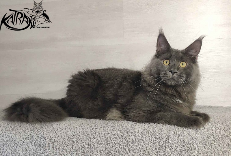 Katran Leo - Junior maine-coon 9 months