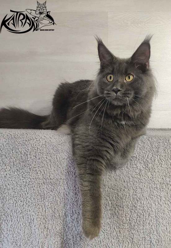 Katran Leo - Junior maine-coon 9 months