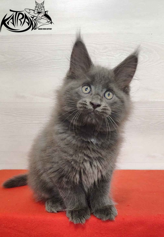 Katran Leo - Kitten maine-coon 2 months