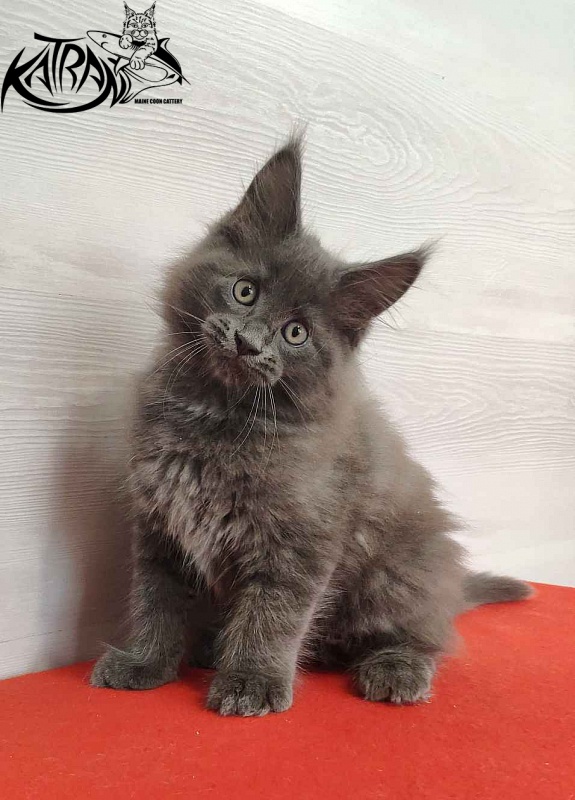 Katran Leo - Kitten maine-coon 2 months
