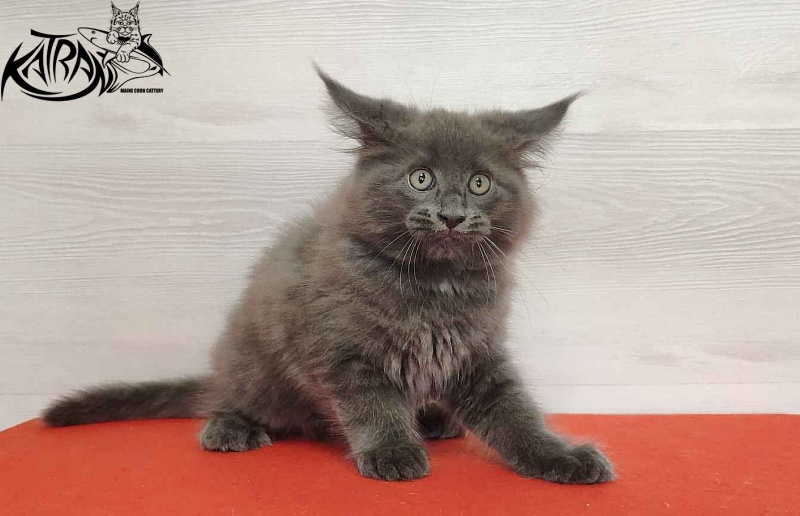 Katran Leo - Kitten maine-coon 2 months