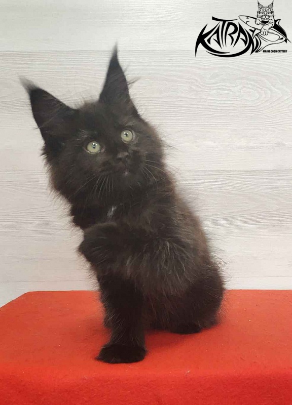 Katran Lady in Black - Кошеня мейн-кун 2 місяця