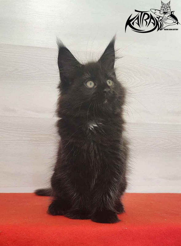 Katran Lady in Black - Кошеня мейн-кун 2 місяця