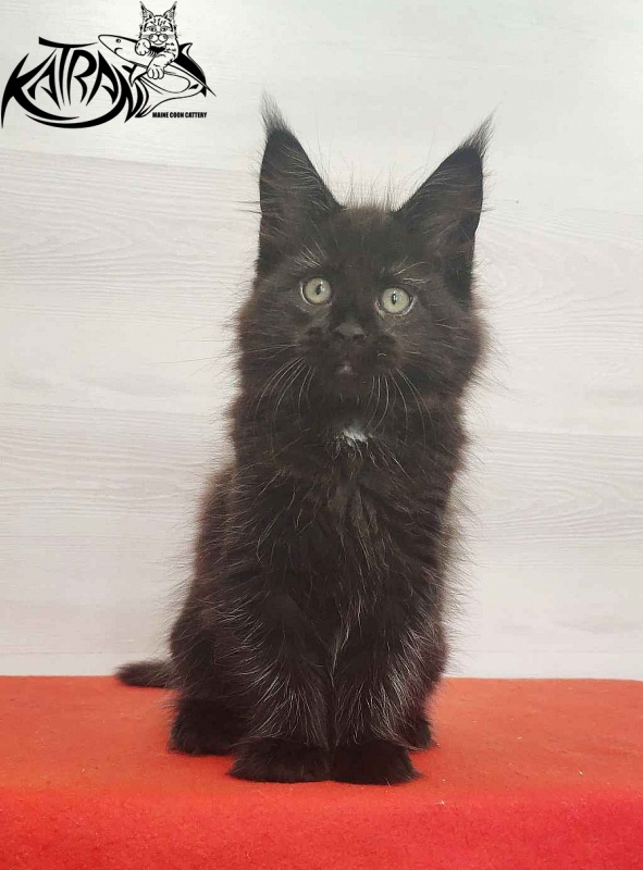 Katran Lady in Black - Кошеня мейн-кун 2 місяця