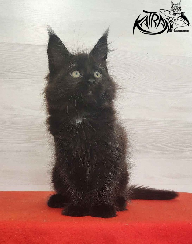 Katran Lady in Black - Кошеня мейн-кун 2 місяця