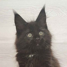 Katran Lady in Black