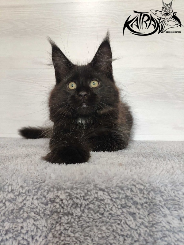 Katran Lady in Black - Кошеня мейн-кун 3 місяця