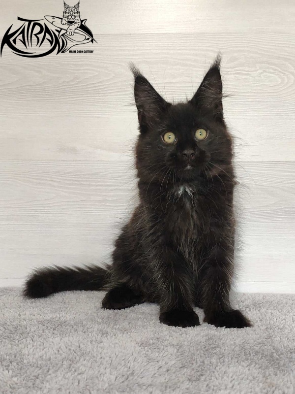Katran Lady in Black - Кошеня мейн-кун 3 місяця