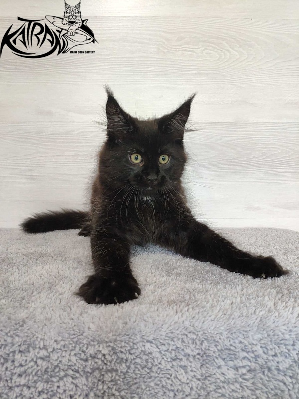 Katran Lady in Black - Кошеня мейн-кун 3 місяця