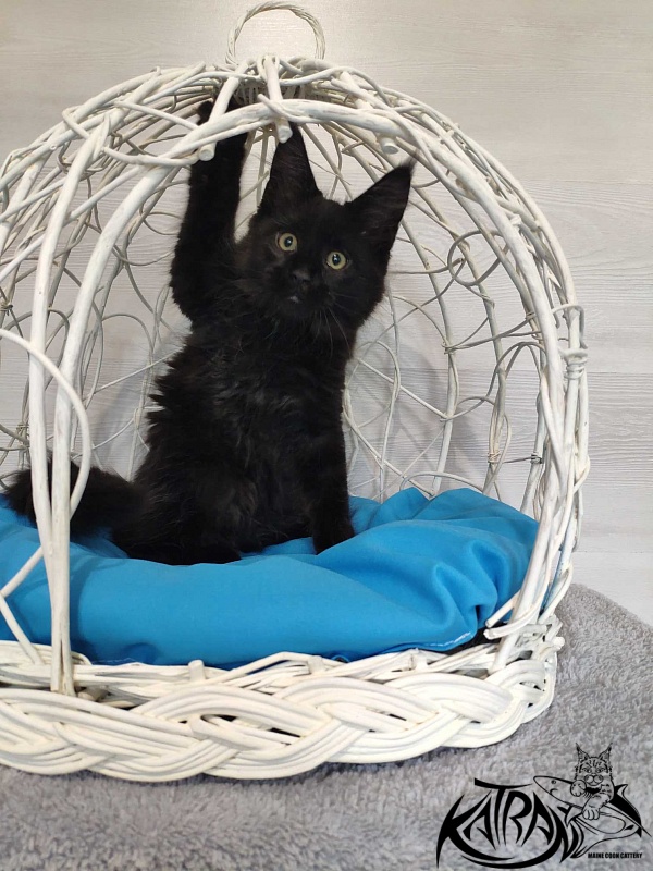 Katran Lady in Black - Кошеня мейн-кун 3 місяця