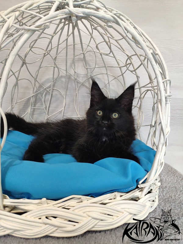 Katran Lady in Black - Кошеня мейн-кун 3 місяця