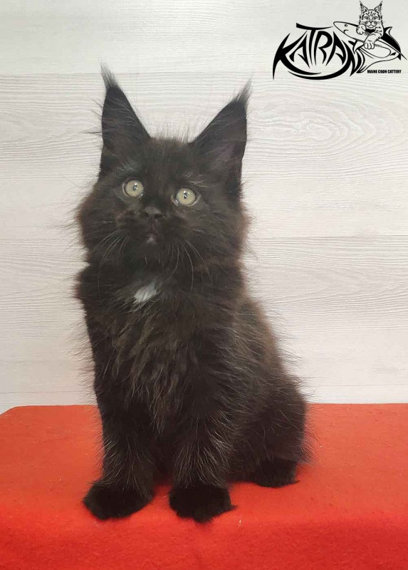 Katran Lady in Black - Кошеня мейн-кун 2 місяця