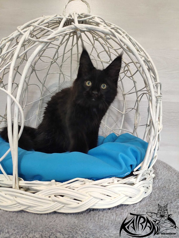 Katran Lady in Black - Кошеня мейн-кун 3 місяця