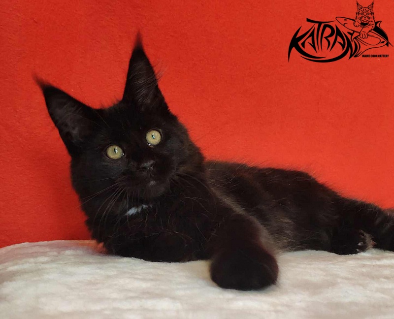 Katran Lady in Black - Кошеня мейн-кун 3,5 місяця