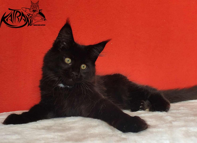 Katran Lady in Black - Кошеня мейн-кун 3,5 місяця