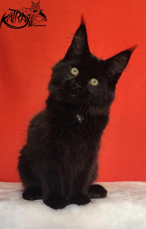 Katran Lady in Black - Кошеня мейн-кун 3,5 місяця
