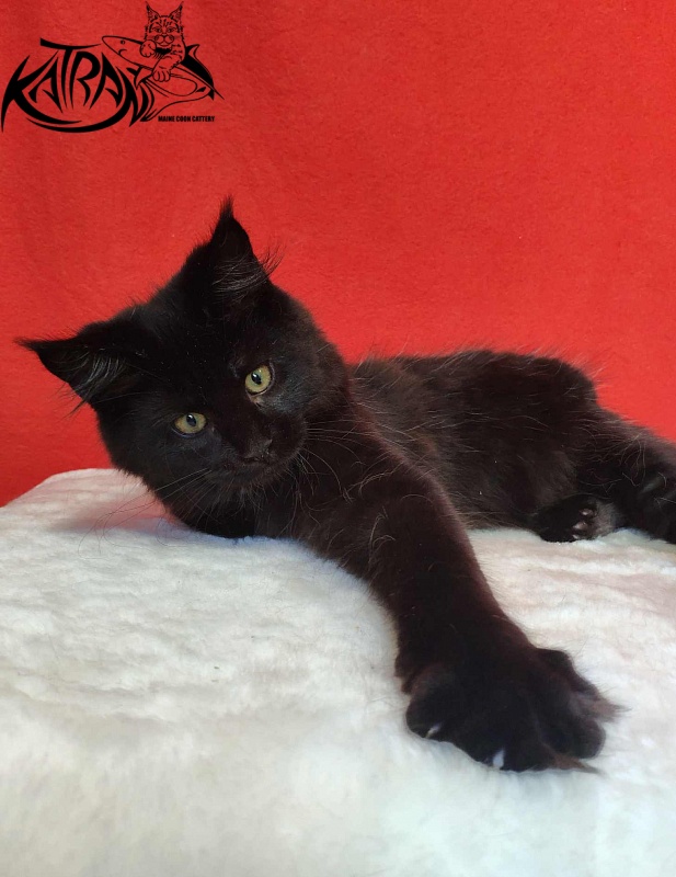 Katran Lady in Black - Кошеня мейн-кун 3,5 місяця