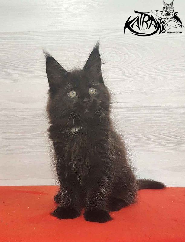 Katran Lady in Black - Кошеня мейн-кун 2 місяця