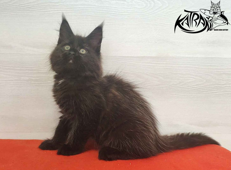 Katran Lady in Black - Кошеня мейн-кун 2 місяця