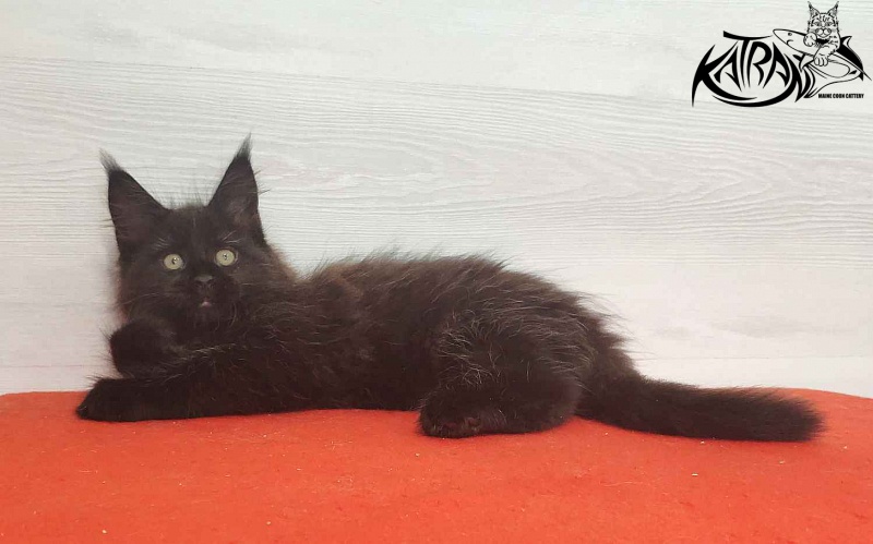 Katran Lady in Black - Кошеня мейн-кун 2 місяця