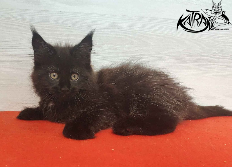 Katran Lady in Black - Кошеня мейн-кун 2 місяця