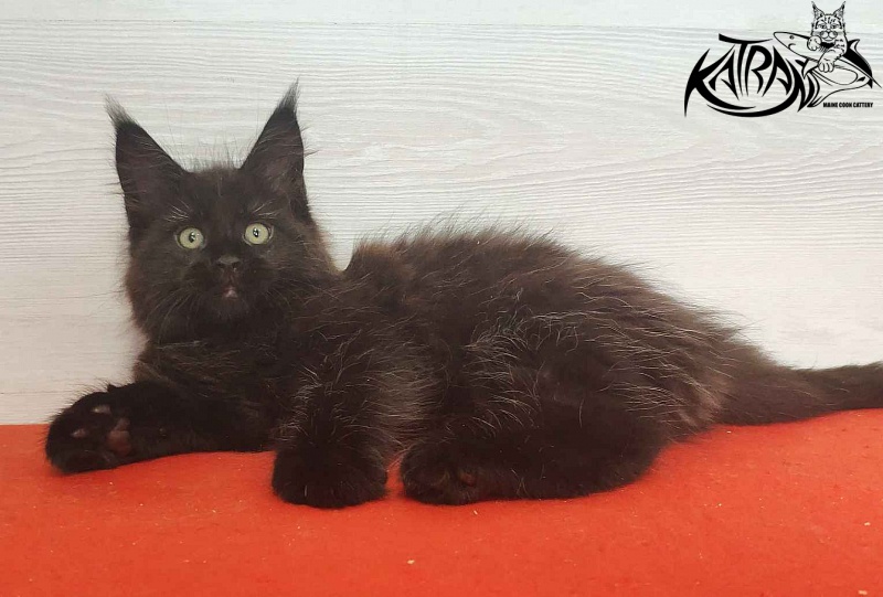 Katran Lady in Black - Кошеня мейн-кун 2 місяця