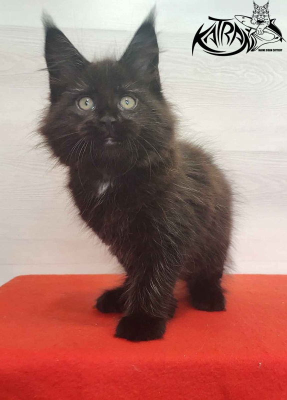 Katran Lady in Black - Кошеня мейн-кун 2 місяця