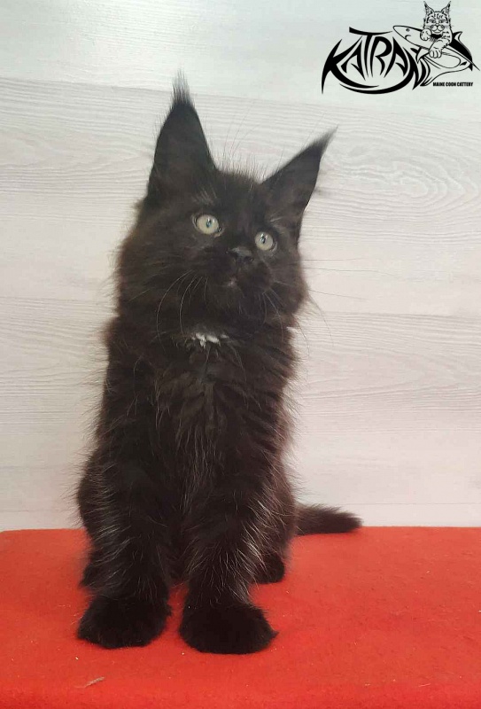 Katran Lady in Black - Кошеня мейн-кун 2 місяця