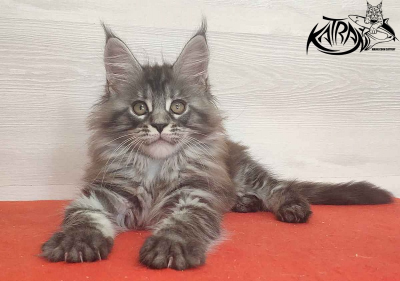 Katran Michelle - Кошеня мейн-кун 2 місяця