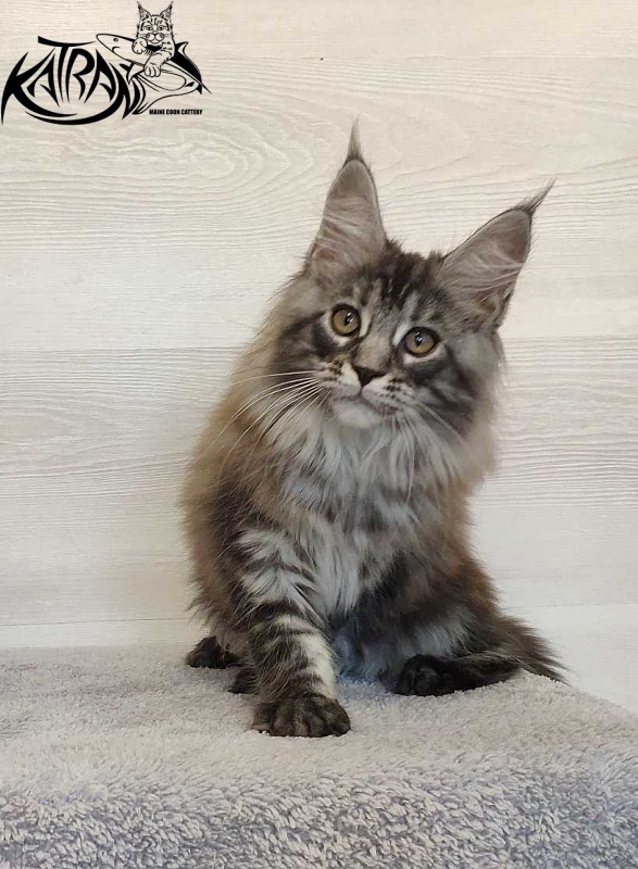 Katran Michelle - Кошеня мейн-кун 3 місяця