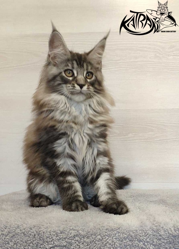 Katran Michelle - Кошеня мейн-кун 3 місяця