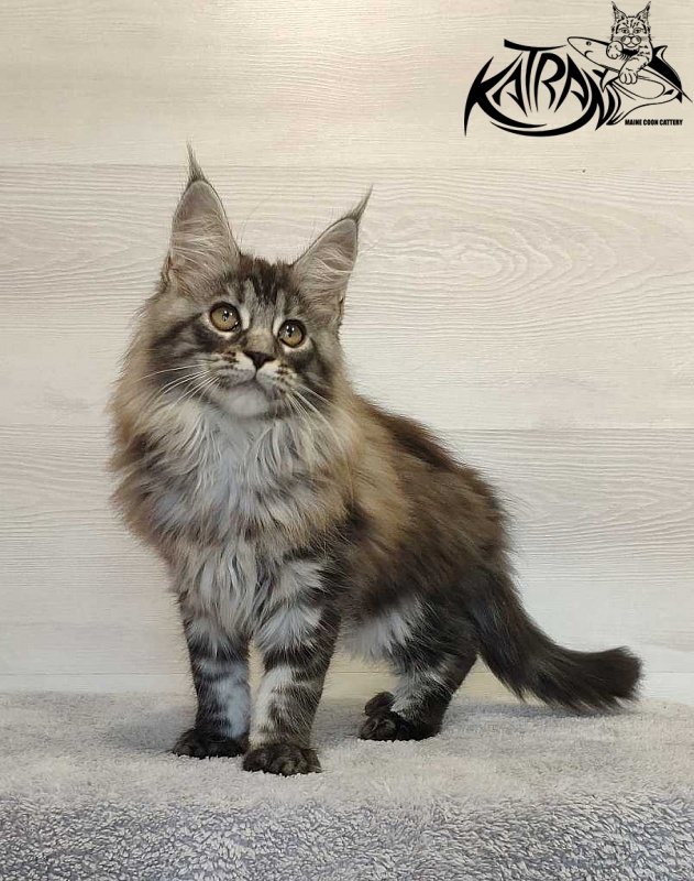 Katran Michelle - Кошеня мейн-кун 3 місяця