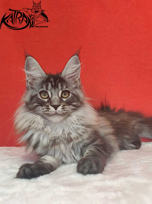 Katran Michelle - Кошеня мейн-кун 3,5 місяця