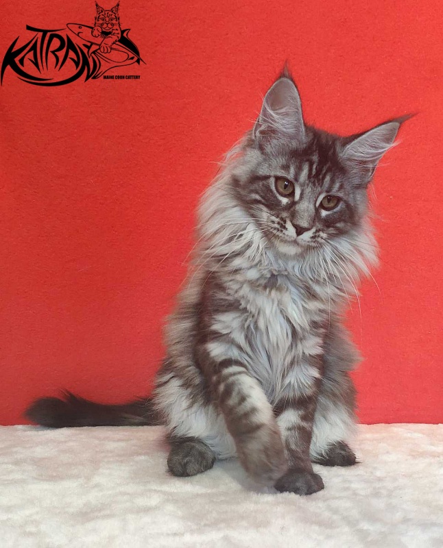 Katran Michelle - Кошеня мейн-кун 3,5 місяця