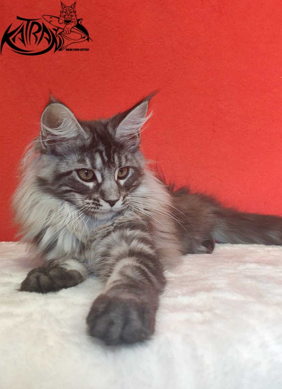 Katran Michelle - Кошеня мейн-кун 3,5 місяця