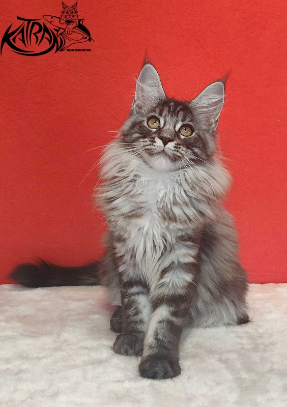 Katran Michelle - Кошеня мейн-кун 3,5 місяця