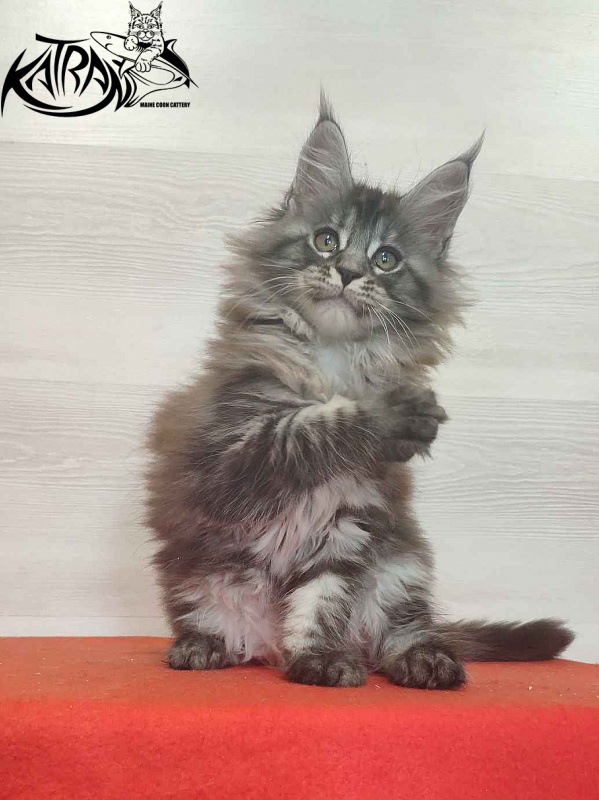 Katran Michelle - Кошеня мейн-кун 2 місяця