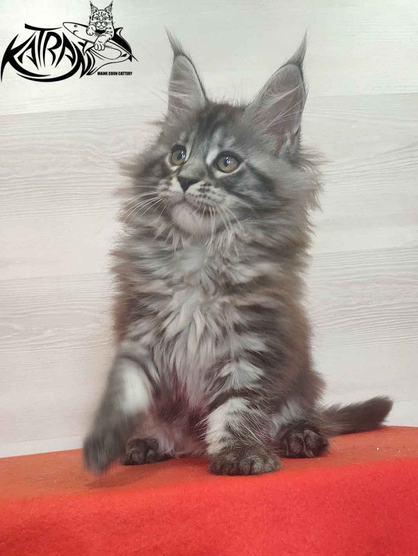 Katran Michelle - Кошеня мейн-кун 2 місяця