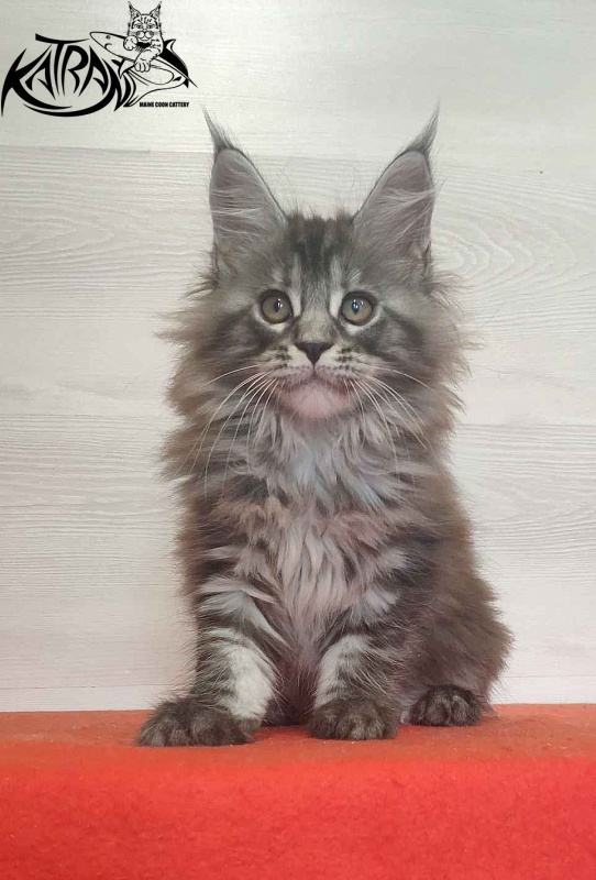 Katran Michelle - Кошеня мейн-кун 2 місяця
