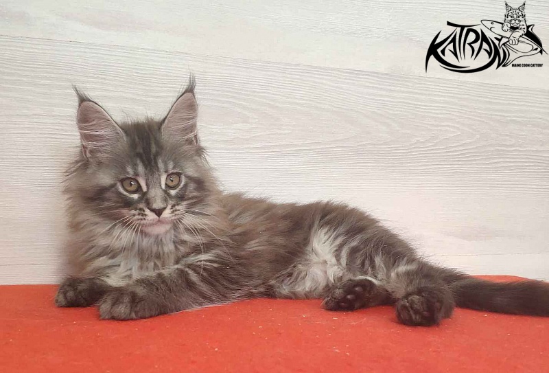 Katran Michelle - Кошеня мейн-кун 2 місяця