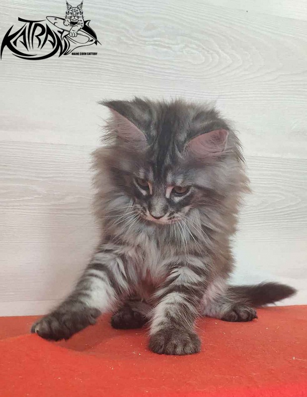 Katran Michelle - Кошеня мейн-кун 2 місяця